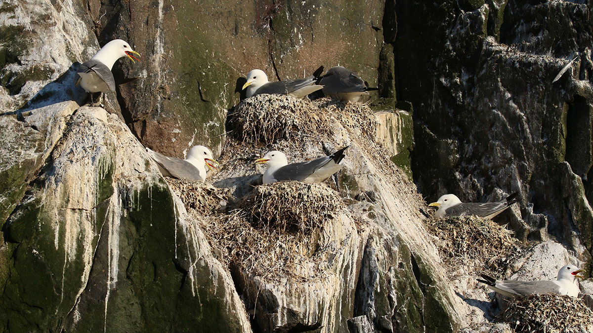 Drieteenmeeuw-Farne Islands